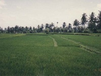 IDN Bali 1990OCT WRLFC WGT 030  With rice being a staple, paddy field cover the landscape. : 1990, 1990 World Grog Tour, Asia, Bali, Date, Indonesia, Month, October, Places, Rugby League, Sports, Wests Rugby League Football Club, Year